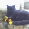 василий васильев
